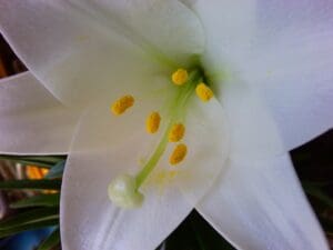 Macro Easter Lilly Photo : Lenny "Lensworth" Frieling