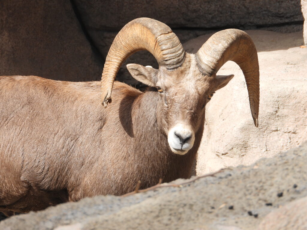 Big horn sheep with 3/4 curl at the Denver Zoon. Photo: Lenny "Lensworth" Frieling