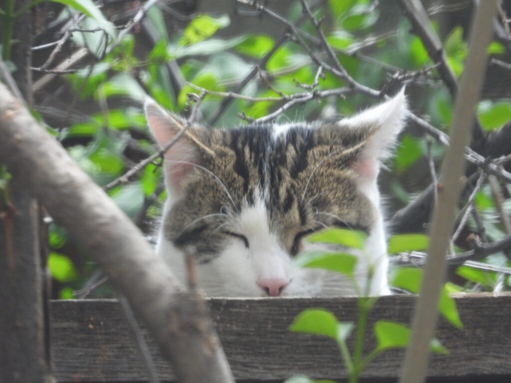 Feral cat with it's eye's closed, ruling its kiingdom. 