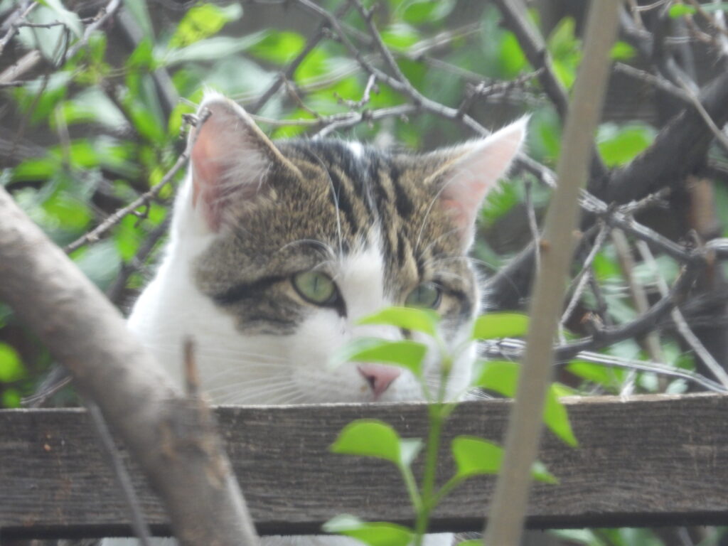Feral Cat At Ease In The Backyard. Photo: Lenny "Lensworth" Frieling