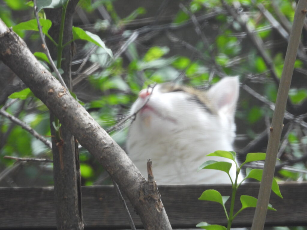 Relaxed cat stretching back. Photo: Lenny "Lensworth" Frieling