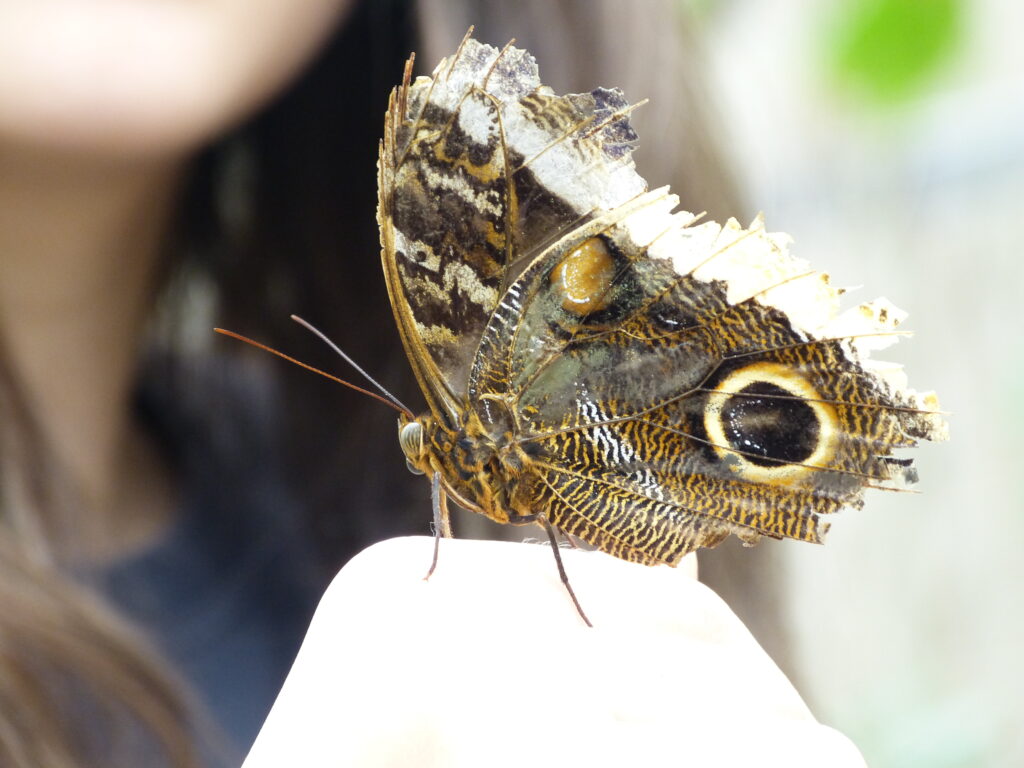 Blue Morpho On The Back Of A Hand. Photo: Lenny "Lensworth" Frieling