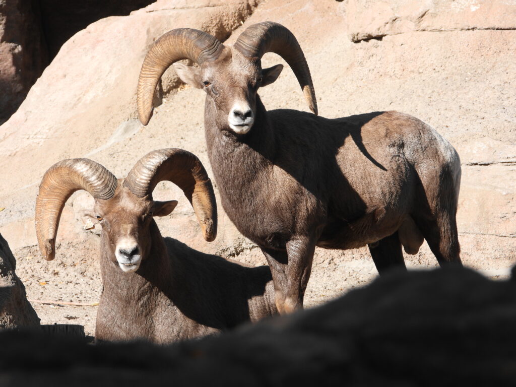 Big horn sheep with 3/4 curl at the Denver Zoon. Photo: Lenny "Lensworth" Frieling