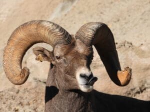 Big horn sheep with 3/4 curl at the Denver Zoon. Photo: Lenny "Lensworth" Frieling