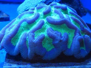 Bright Blue Green Coral . Lensworth photo