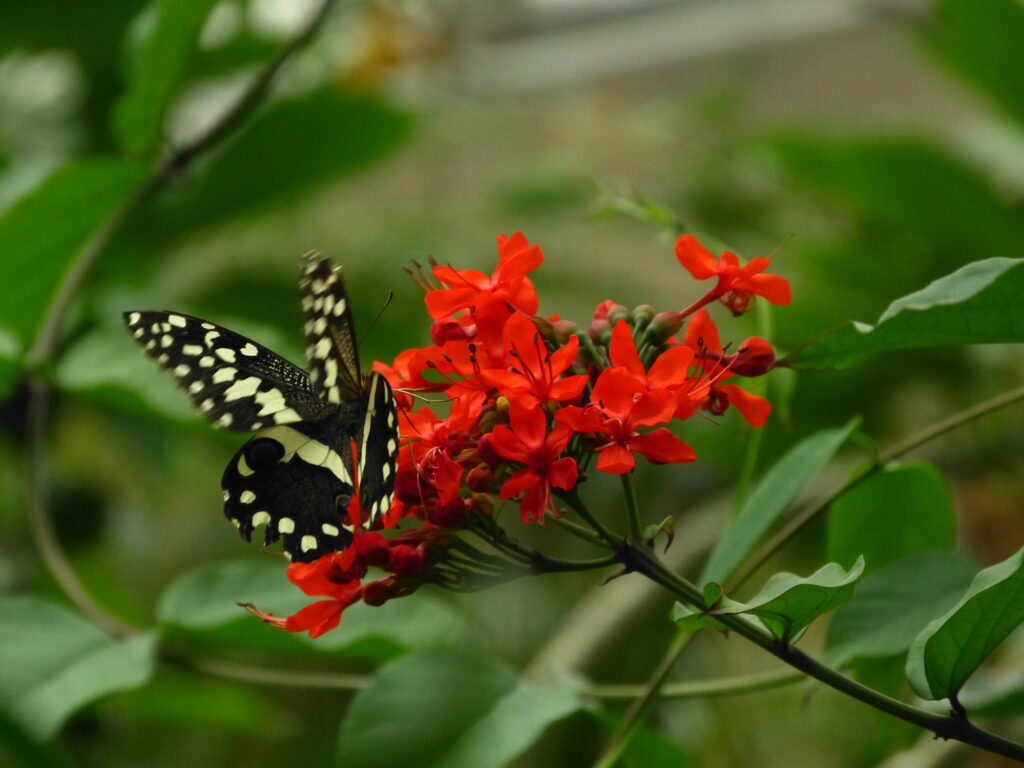 A Pair Of Intimate Lime Butterflies. Photo: Lensworth