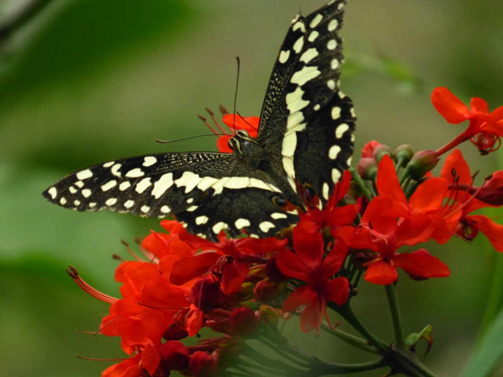 Black and White Lime Butterfly. Photo: Lensworth 