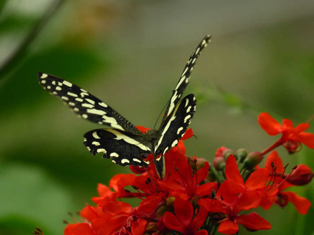 Pair of Lime Butterflies Posing. Photo: Lensworth