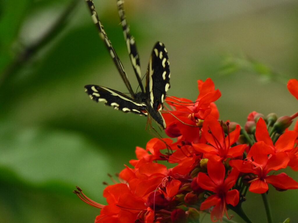 Pair of Black and White Lime Butterflies Posing. Photo: Lensworth