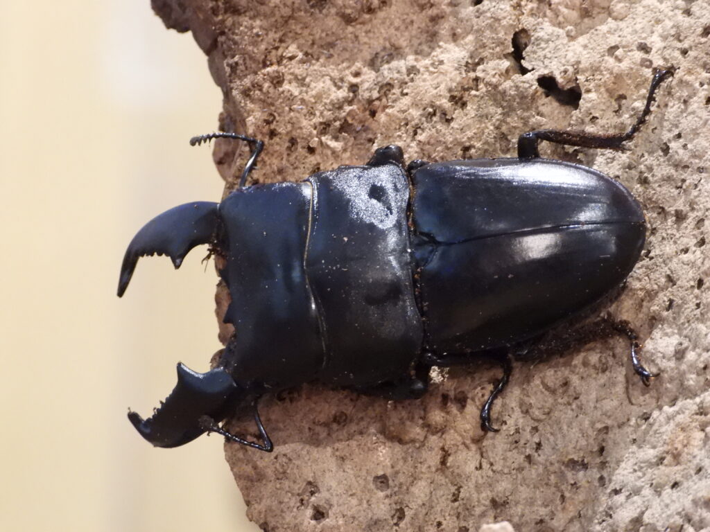 Darkling Beetle: a Giant Showing Off Cor us. Photo": Lenny "Lensworth" Frieling