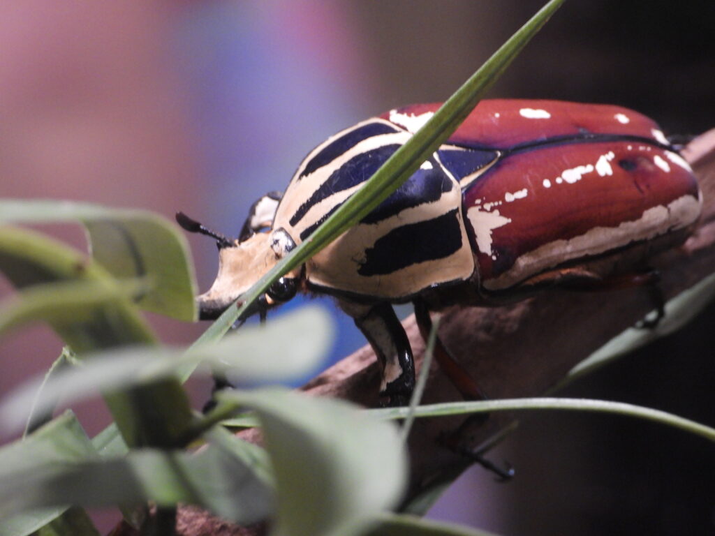 Derby's Flower Beetle 