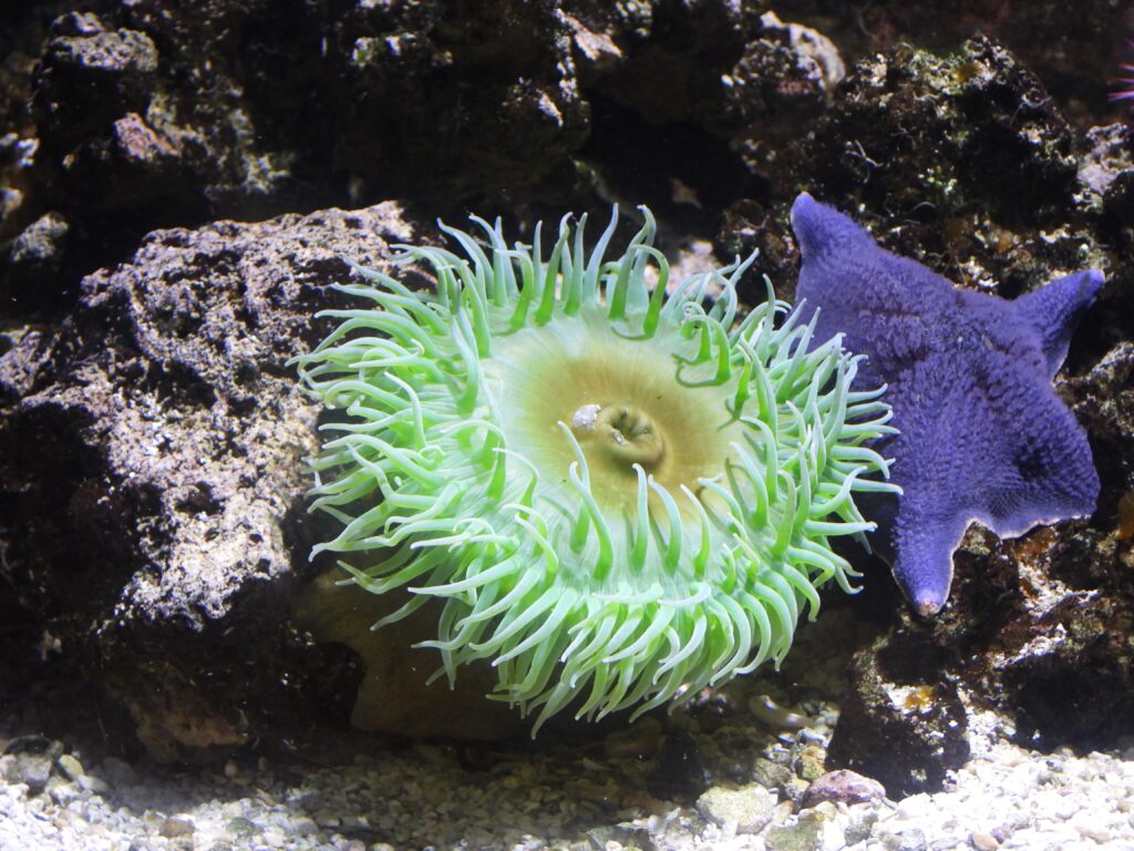 Giant Green Anemone and Starfish. Photo: Lenny "Lensworth" Frieling