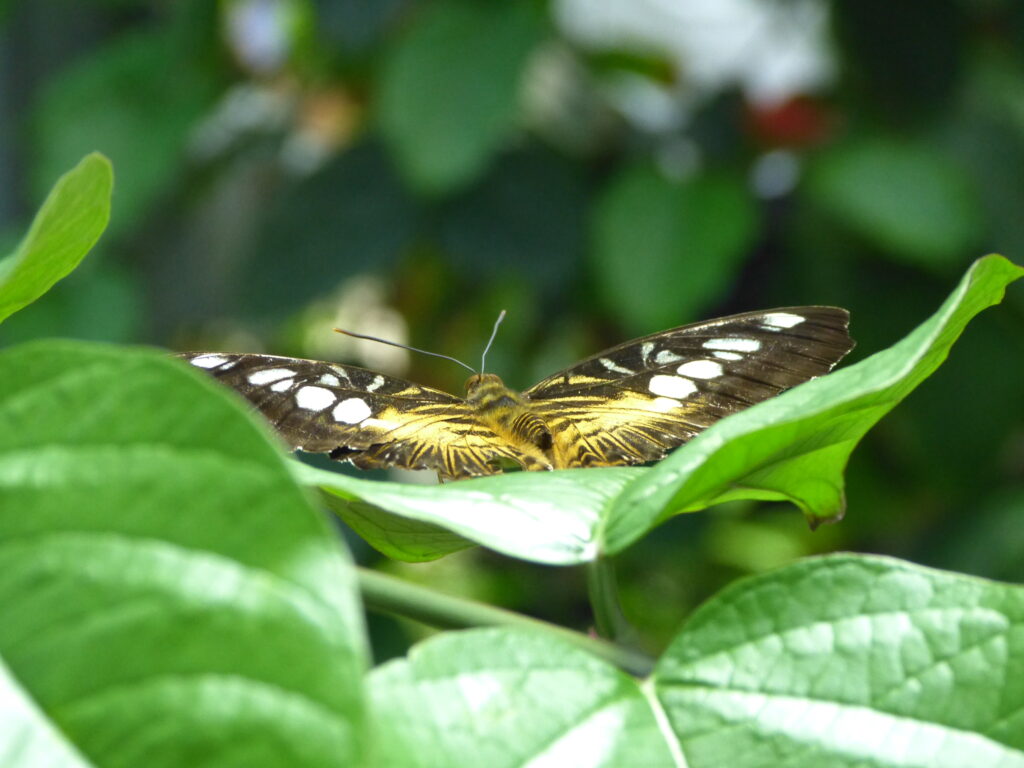 Clipper Butterfly At The Butterfly Pavilion Next To Boulder In Westminster. Photo: Lenny "Lensworth" Frieling