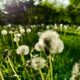 The Green Menace: Taking Back Our Gardens from Invasive Plants - AboutBoulder.com