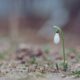 A single snowdrop flower emerging in early spring, symbolizing growth and renewal.