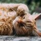 Budget-Friendly Cat Insurance: Tips for Cost-Effective Coverage - AboutBoulder