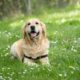 What Your Dog’s Behavior Says About Their Health: The Warning Signs You Might Be Missing - AboutBoulder.com