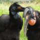 northern ground hornbill's whispering to each other. Photo Lenny "Lensworth" Frieling