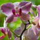 The image shows a Phalaenopsis orchid, commonly known as a moth orchid.