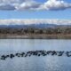 Fern wall behind the foothills, geese in a row on Lake Wanaka