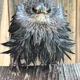 A soaked starling is an angry starling!