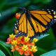 Orange and black monarch butterfly