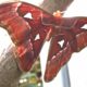 The giant atlas moth is a sight to behold. photo: Lenny "Lensworth" Frieling