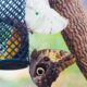 White Morph Butterfly visiting with an Owl Butterfly at the Broomfield Butterfly Pavillion. Photo: Lenny "Lensworth" Frieling