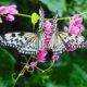 A pair of large tree nymph butterflies, generally black patterned on a white/bone background. this pair is mirroring each other, and NOT photo shopped. the light purple/pink flowers set off the butterflies.