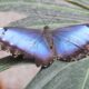 Blue morpho butterfly with its wings spread. Boulder's Blue Morpho Victory: Patience Pays Off
