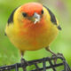 Western Tanager