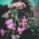 selective focus of woman behind pink flowers holding red Samsung bridge camera about to take photo of flower