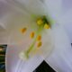 Macro Easter Lilly Photo : Lenny "Lensworth" Frieling