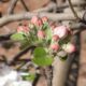 Crab Apple
