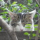 Feral cat with it's eye's closed, ruling its kiingdom.