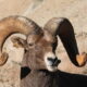 Big horn sheep with 3/4 curl at the Denver Zoon. Photo: Lenny "Lensworth" Frieling