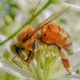 Honeybee Hard At Work. Photo: Lenny "Lensworth" Frieling