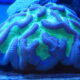 Bright Blue Green Coral . Lensworth photo
