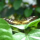 Clipper Butterfly At The Butterfly Pavilion Next To Boulder In Westminster. Photo: Lenny "Lensworth" Frieling
