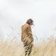 person standing in the middle of wheat field