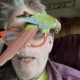conure parrot crawling across my glasses. My glasses are on my face!