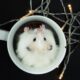 A hamster in a mug surrounded by christmas lights