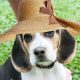beagle, dog, animal