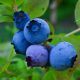 blue round fruits on green leaves during daytime