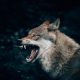 wolf with open mouth