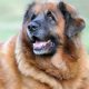 leonberger, dog, pet