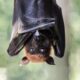 a bat hanging upside down in a tree