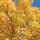 Fall gold ash tree