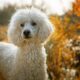 dog, poodle, the dog breed