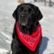 shallow focus photography of Labrador retriever sitting on snow